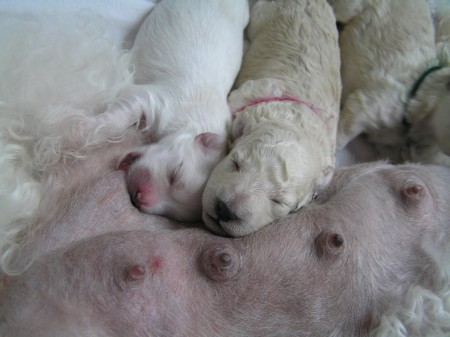 10. den CRISTIAN & BOOTES